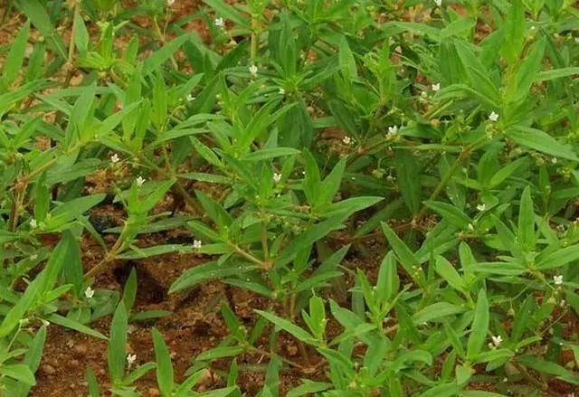 被毒蛇咬傷怎麼辦?路邊這顆草清蛇毒很厲害,很多人不認得!