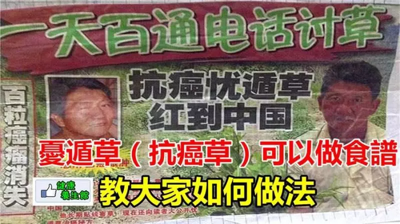 憂遁草(抗癌草)可以做食譜,不用單單只喝草汁哦!