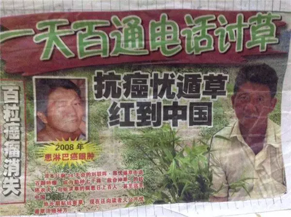 憂遁草(抗癌草)可以做食譜,不用單單只喝草汁哦!