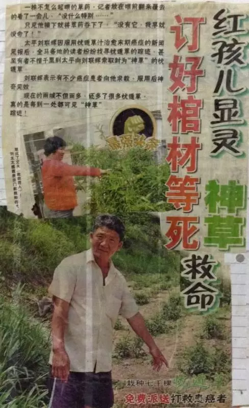 憂遁草(抗癌草)可以做食譜,不用單單只喝草汁哦!