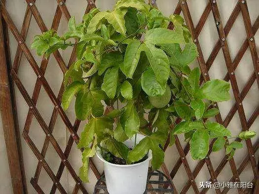 陽台種一棵盆栽水果,簡單好種又好看,這樣種,一年掛好多果!