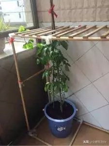 陽台種一棵盆栽水果,簡單好種又好看,這樣種,一年掛好多果!