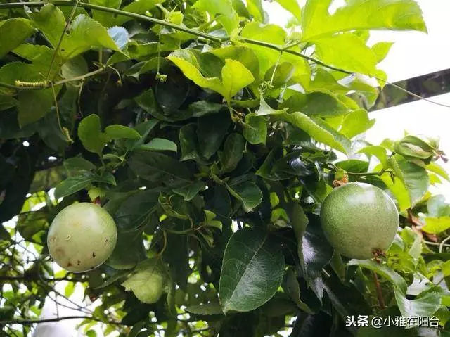 陽台種一棵盆栽水果,簡單好種又好看,這樣種,一年掛好多果!
