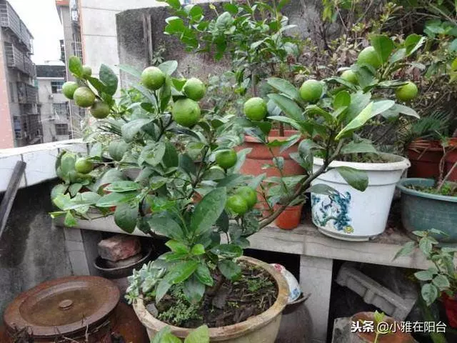 陽台種一棵盆栽水果,簡單好種又好看,這樣種,一年掛好多果!