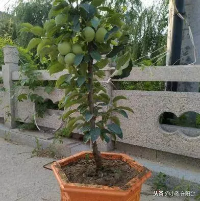 陽台種一棵盆栽水果,簡單好種又好看,這樣種,一年掛好多果!