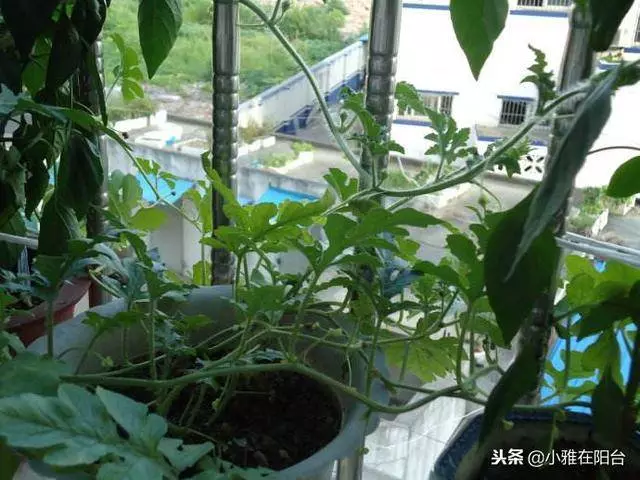 陽台種一棵盆栽水果,簡單好種又好看,這樣種,一年掛好多果!