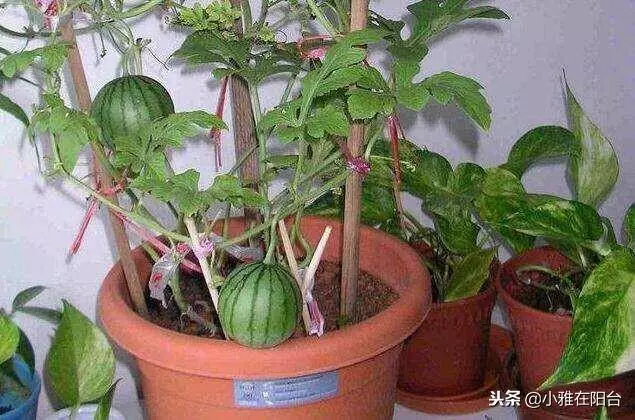 陽台種一棵盆栽水果,簡單好種又好看,這樣種,一年掛好多果!