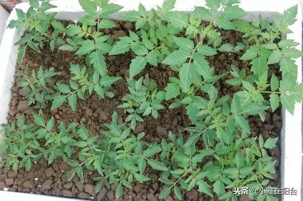 陽台種一棵盆栽水果,簡單好種又好看,這樣種,一年掛好多果!
