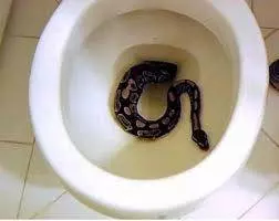 慎入!馬桶鑽出蟒蛇 男睪丸慘遭咬到鮮血長流 !!