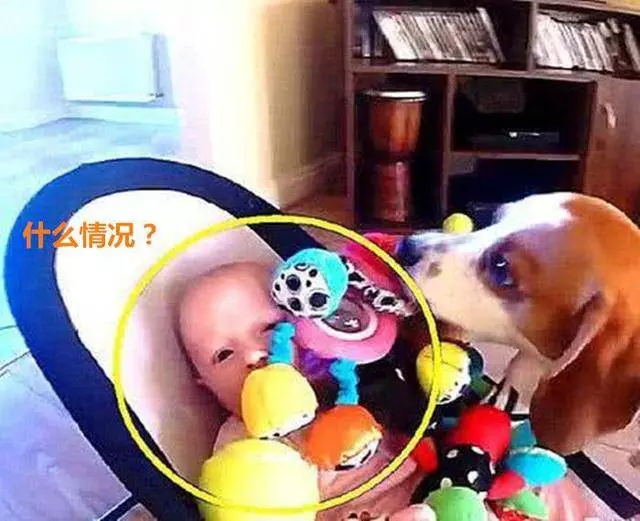 讓狗狗照顧小嬰兒,幾秒後聽不到哭聲,主人走近一看差點噴飯