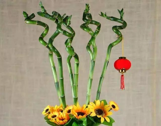 快過年了,富貴竹別亂買,數量選對了,天天都是好運氣!