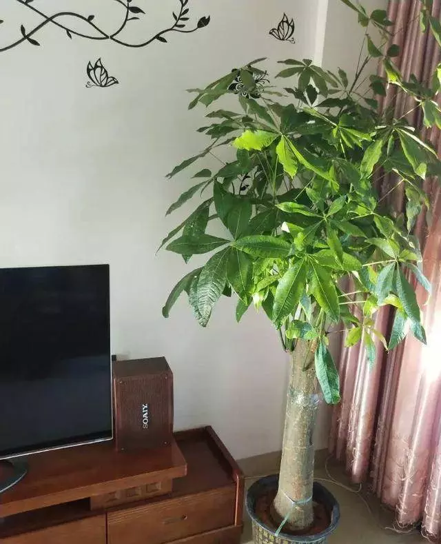 快過年了,富貴竹別亂買,數量選對了,天天都是好運氣!