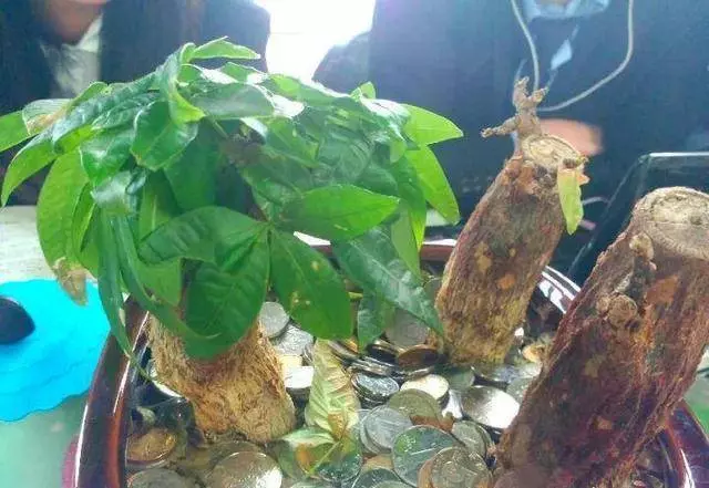 快過年了,富貴竹別亂買,數量選對了,天天都是好運氣!