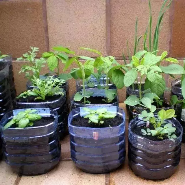空油桶不要扔,在家就能吃到自己種的新鮮蔬菜,網友這樣剪上兩刀, 就能變成種菜神器