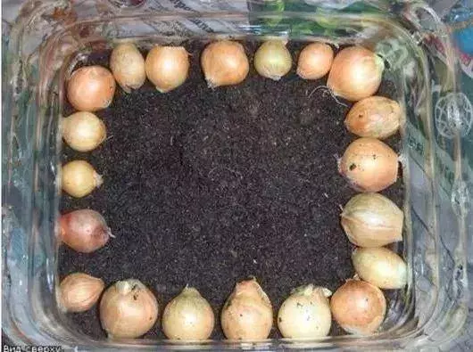 空油桶不要扔,在家就能吃到自己種的新鮮蔬菜,網友這樣剪上兩刀, 就能變成種菜神器