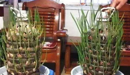 空油桶不要扔,在家就能吃到自己種的新鮮蔬菜,網友這樣剪上兩刀, 就能變成種菜神器