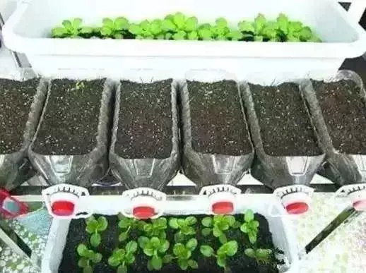 空油桶不要扔,在家就能吃到自己種的新鮮蔬菜,網友這樣剪上兩刀, 就能變成種菜神器