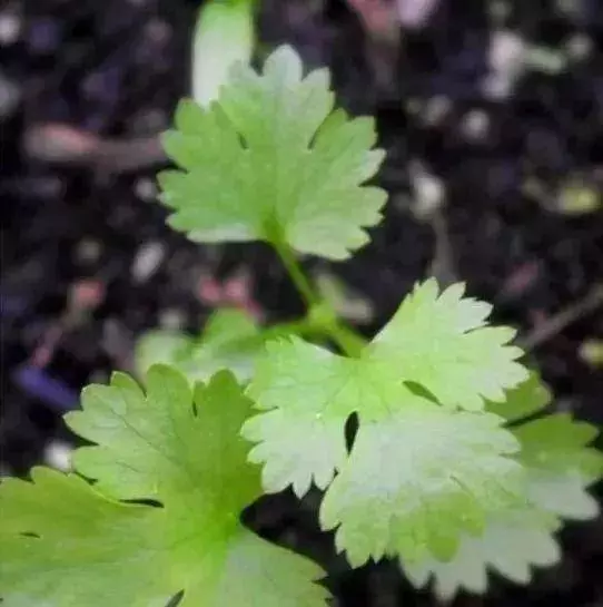 空油桶不要扔,在家就能吃到自己種的新鮮蔬菜,網友這樣剪上兩刀, 就能變成種菜神器