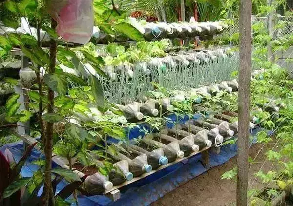空油桶不要扔,在家就能吃到自己種的新鮮蔬菜,網友這樣剪上兩刀, 就能變成種菜神器