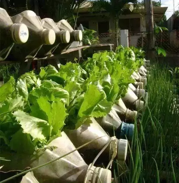 空油桶不要扔,在家就能吃到自己種的新鮮蔬菜,網友這樣剪上兩刀, 就能變成種菜神器