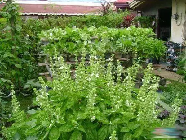 空油桶不要扔,在家就能吃到自己種的新鮮蔬菜,網友這樣剪上兩刀, 就能變成種菜神器