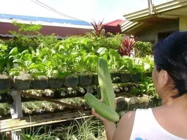 空油桶不要扔,在家就能吃到自己種的新鮮蔬菜,網友這樣剪上兩刀, 就能變成種菜神器