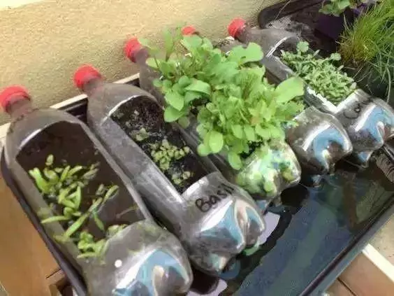 空油桶不要扔,在家就能吃到自己種的新鮮蔬菜,網友這樣剪上兩刀, 就能變成種菜神器