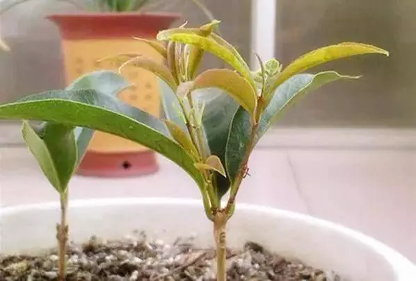 3分鐘自製殺蟲劑,幾毛錢一大桶,害蟲一掃而光!