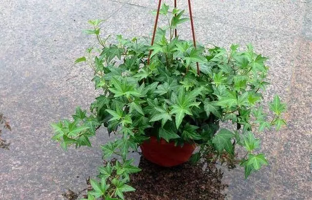 家有「菸民」要注意,養這3盆花,空氣清新更健康!