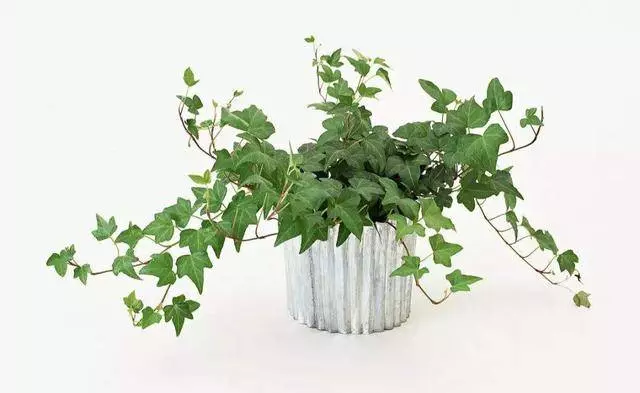家有「菸民」要注意,養這3盆花,空氣清新更健康!