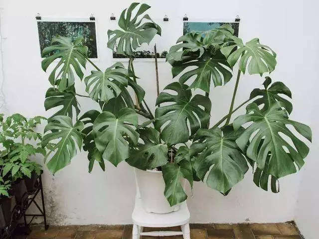 家有「菸民」要注意,養這3盆花,空氣清新更健康!