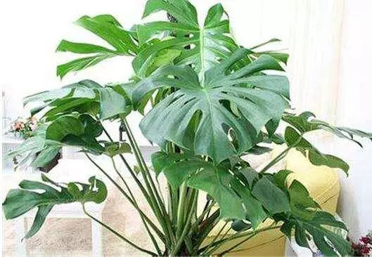 家有「菸民」要注意,養這3盆花,空氣清新更健康!