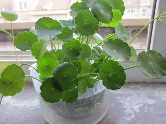 家有「菸民」要注意,養這3盆花,空氣清新更健康!