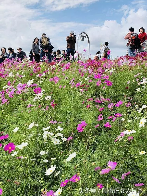 秋天的日本已經變成了一片花海