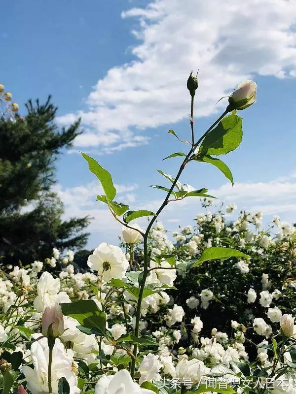 秋天的日本已經變成了一片花海
