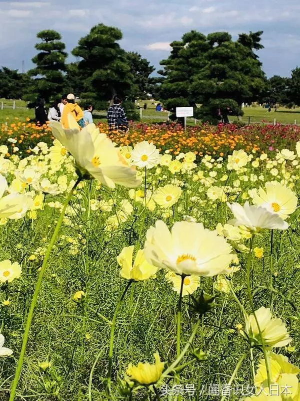 秋天的日本已經變成了一片花海