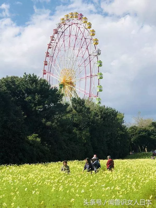 秋天的日本已經變成了一片花海