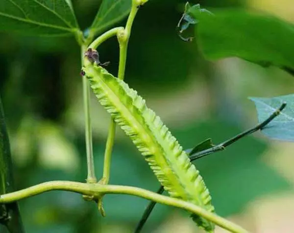 「這種植物」能對付多種疾病 ]，對健康很好效果。 