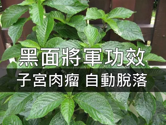 「黑面將軍」是一種神奇藥草!適量服用,可治療子宮肌瘤、癌症、糖尿病和結石症等病症。
