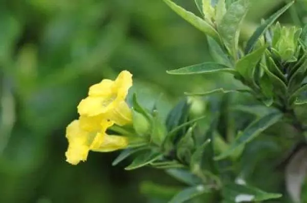 「黑面將軍」是一種神奇藥草!適量服用,可治療子宮肌瘤、癌症、糖尿病和結石症等病症。