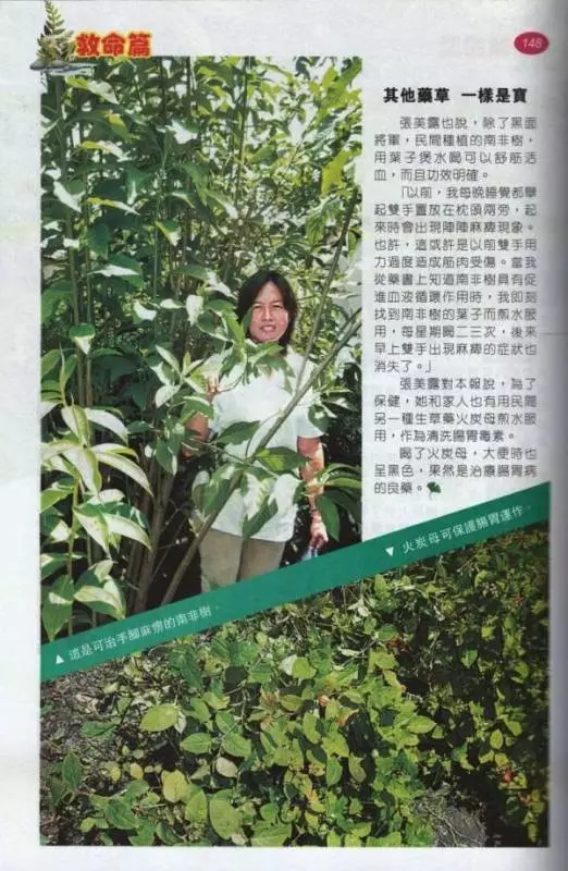 「黑面將軍」是一種神奇藥草!適量服用,可治療子宮肌瘤、癌症、糖尿病和結石症等病症。