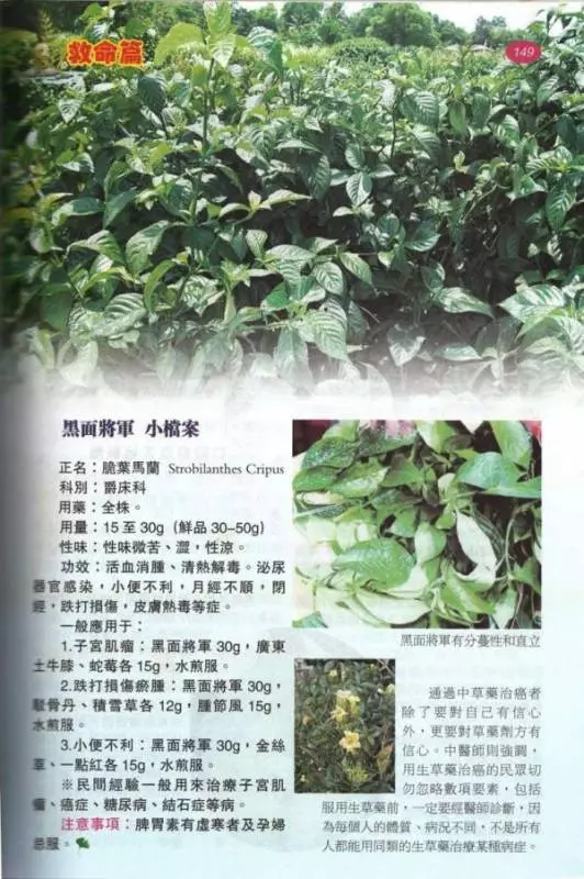 「黑面將軍」是一種神奇藥草!適量服用,可治療子宮肌瘤、癌症、糖尿病和結石症等病症。