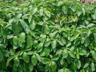 憂遁草(抗癌奇草)最完整講解 ~ 如何吃法(短片)