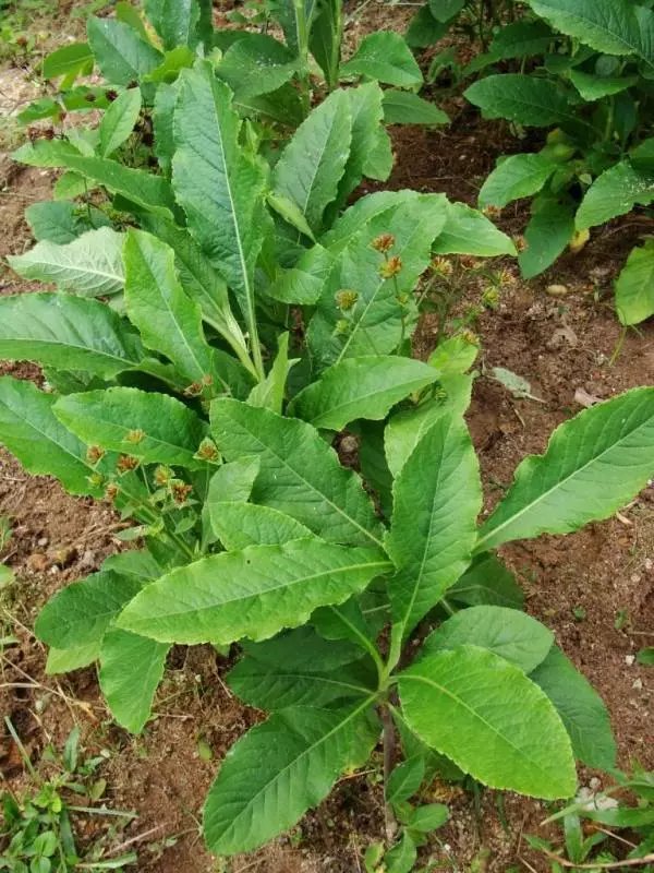 憂遁草(抗癌奇草)最完整講解 ~ 如何吃法(短片)