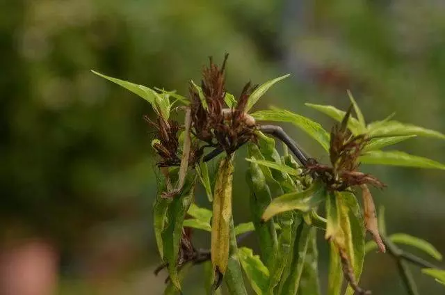 腫瘤的剋星,竟然是這一種野菜,富含7種抗癌物質,終於被重視