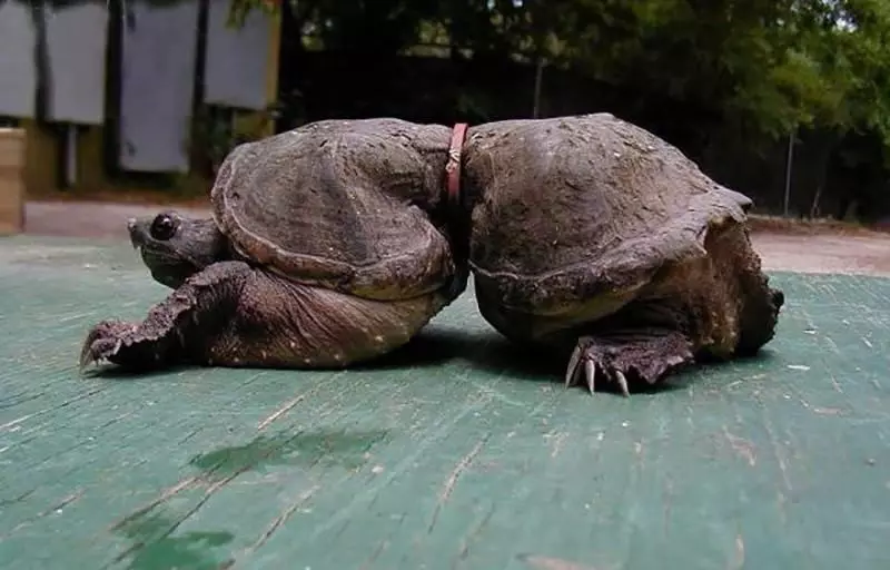 15張證明人類絕對是「地球上最自私的生物」的可悲照片
