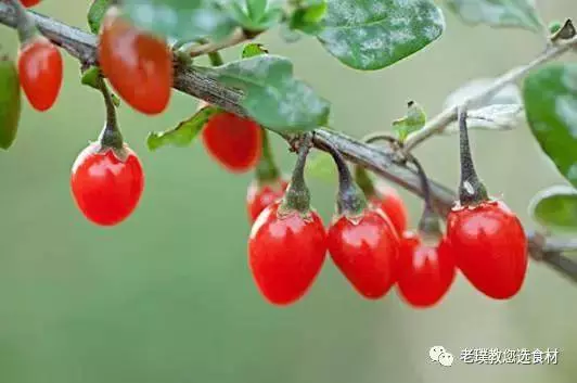 你吃的是枸杞還是毒藥,做個實驗來看看