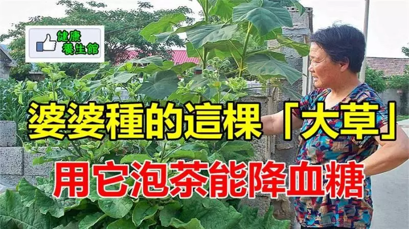 婆婆家門前種的「大草」,用它泡茶能降血糖,婆婆一年得喝一大棵呢