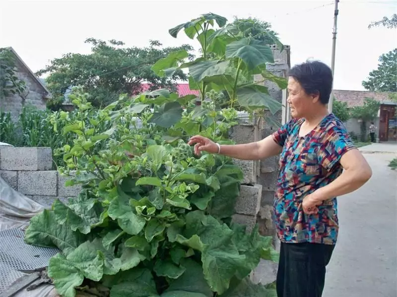 婆婆家門前種的「大草」,用它泡茶能降血糖,婆婆一年得喝一大棵呢