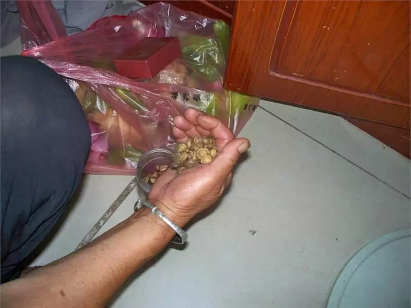 婆婆家門前種的「大草」,用它泡茶能降血糖,婆婆一年得喝一大棵呢